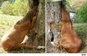 Horse Walks Into a Tree