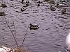 img1335.jpg